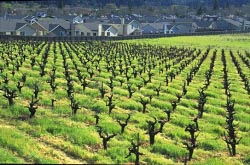 vinyard suburb thumbnail graphic