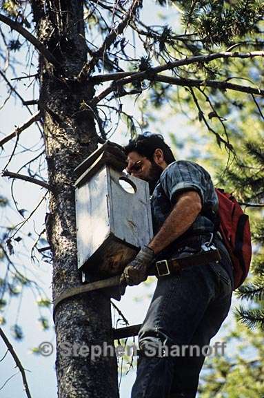examining nest box 2 graphic