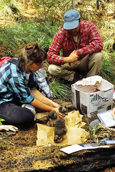 examining owls graphic