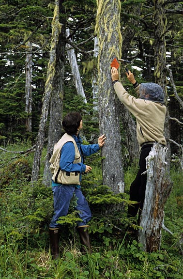 tagging tree graphic