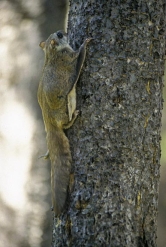flying squirrel thumbnail graphic