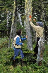 tagging tree thumbnail graphic