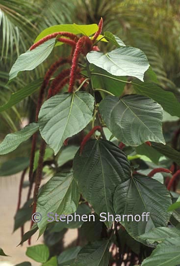 acalypha hispida graphic