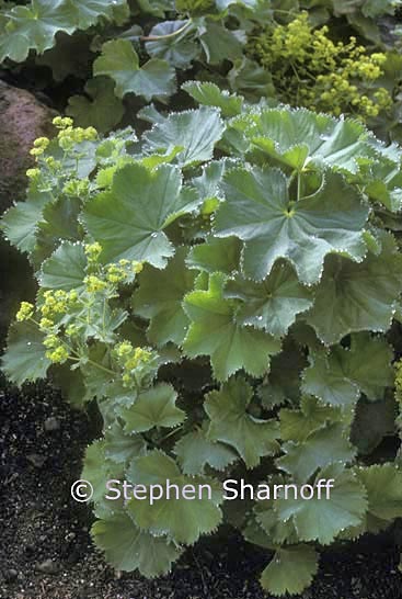 alchemilla mollis graphic