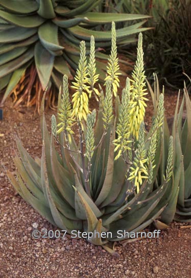 aloe vacillans graphic