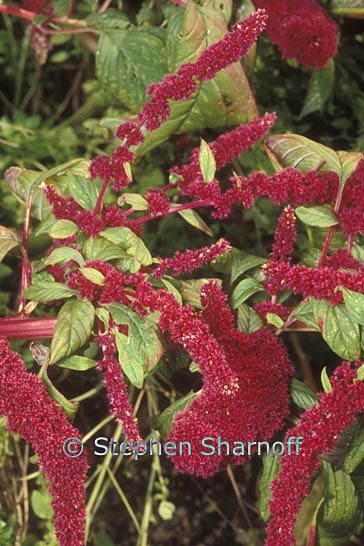 amaranthus graphic