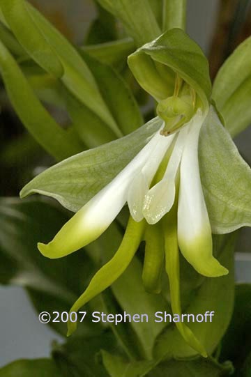 bonatea speciosa 1 graphic