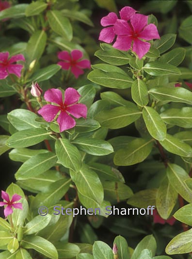 catharanthus roseus 1 graphic