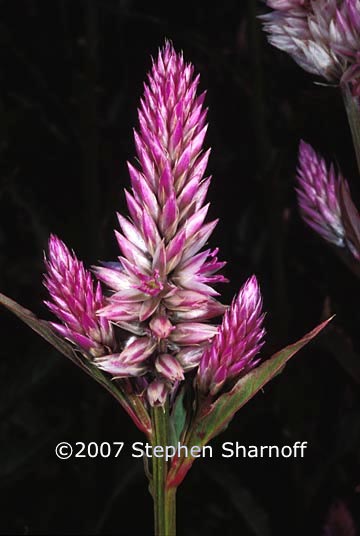 celosia argentea graphic