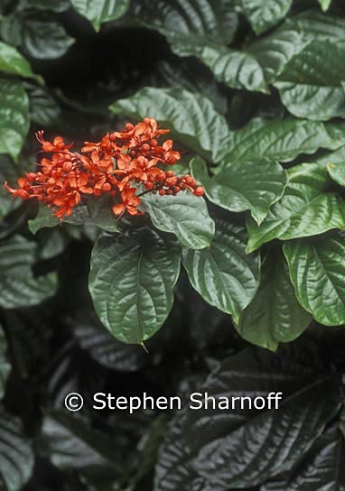 clerodendrum splendens graphic