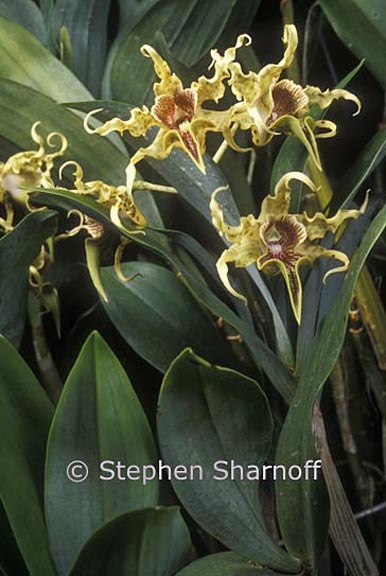 dendrobium alexandra 1 graphic
