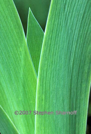 iris leaves graphic