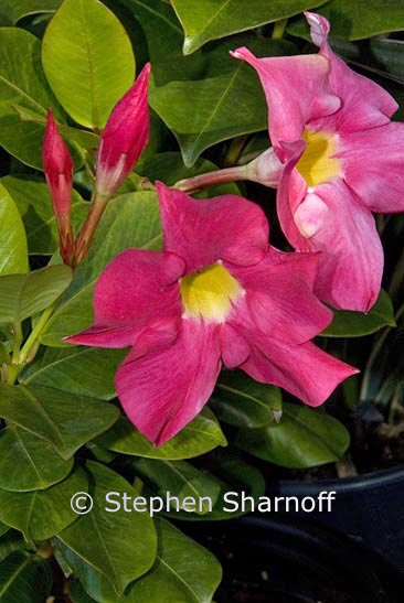 mandevilla graphic