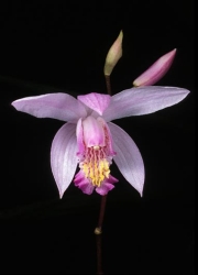 bletilla striatathumbnail graphic