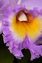 brassolaeliocattleya mahina yahiro thumbnail graphic