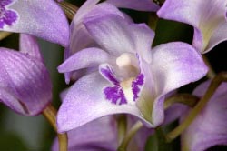 dendrobium kingianum thumbnail graphic