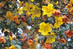 fremontodendron californicum thumbnail graphic