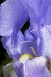 iris pallida thumbnail graphic