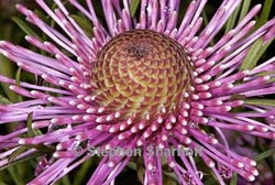 isopogon formosus thumbnail graphic