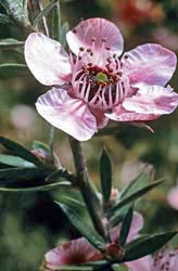 leptospermum scoparium ray williams thumbnail graphic