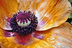 oriental poppy thumbnail graphic