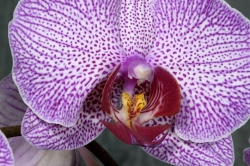 phalaenopsis thumbnail graphic