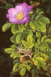 rosa rugosa thumbnail graphic