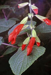 salvia gesnerifolia thumbnail graphic