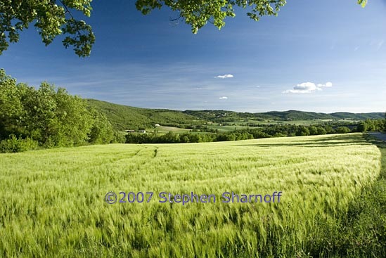 springtime field near forcalquier 1 graphic