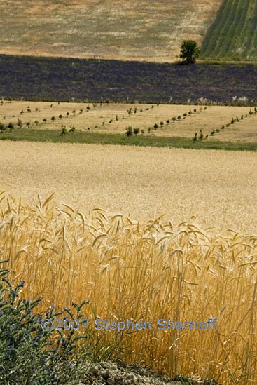 wheatfield provence graphic