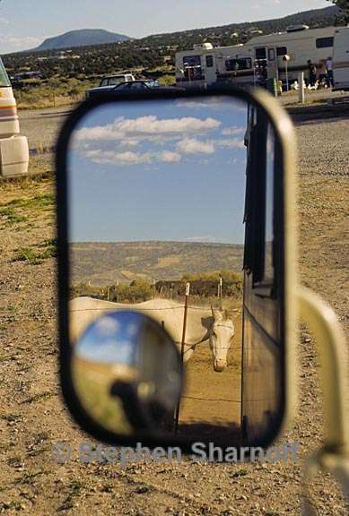 horse mirror graphic