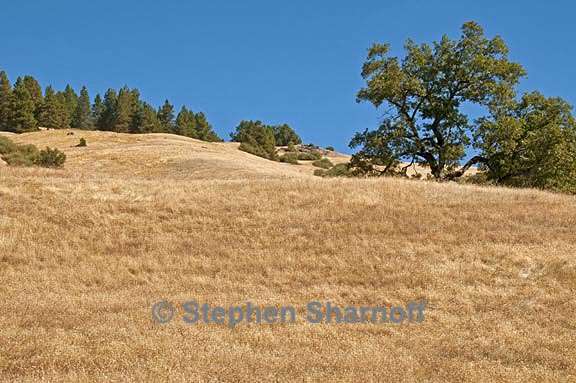 mendocino pass hillside graphic