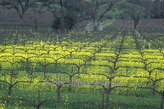 mustard flowers graphic