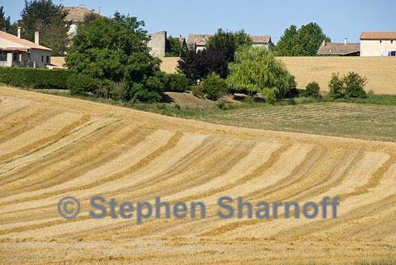 fields niozelles 1 graphic