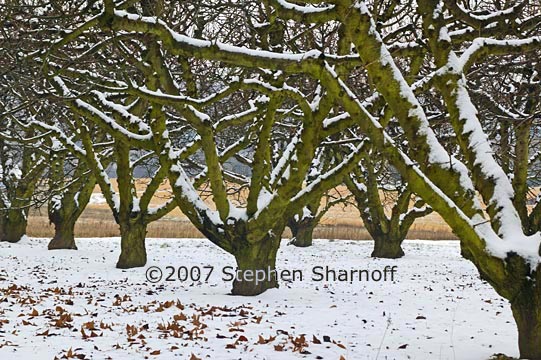 orchard winter graphic