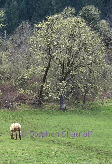 horse pasture graphic