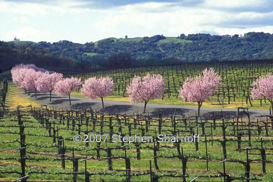 napa valley orchard graphic