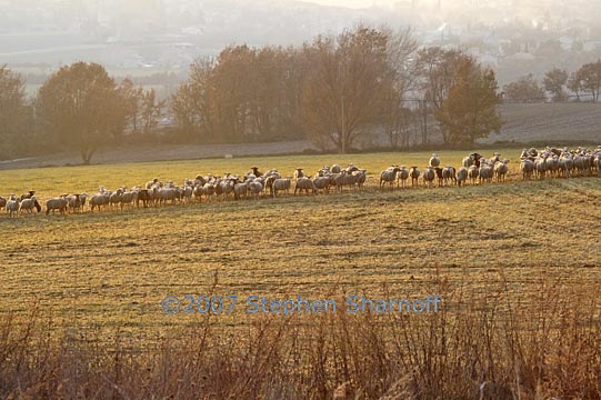 sheep provence graphic