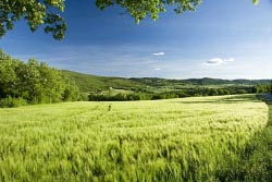 field in spring 1 thumbnail graphic