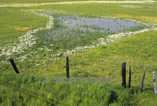 vernal pool graphic