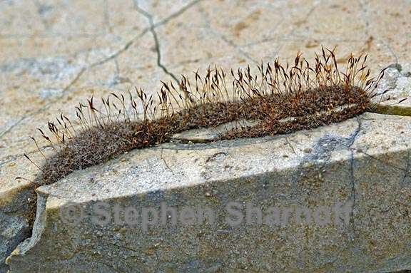 gravestone with moss in crack graphic