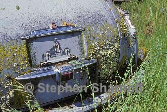 lichens on car 2 graphic