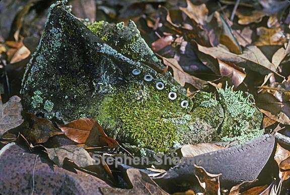 boot with lichens graphic