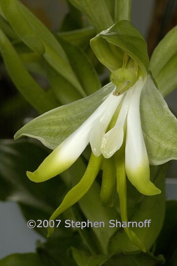 bonatea speciosa graphic