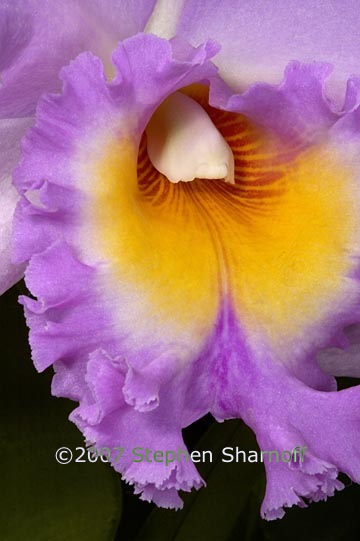 brassolaeliocattleya mahina yahiro graphic