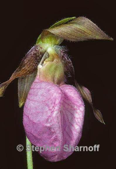 cypripedium graphic