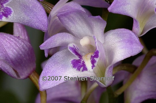 dendrobium kingianum 1 graphic