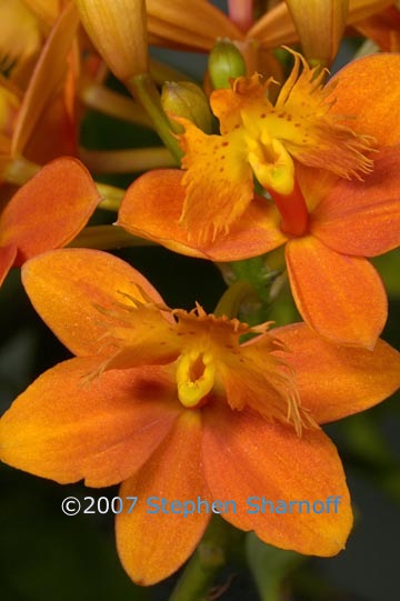 epidendrum pacific glory 1 graphic