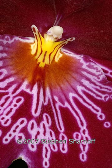 miltonia firewater butterfly 1 graphic