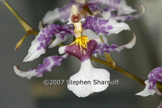 oncidium incurvum graphic